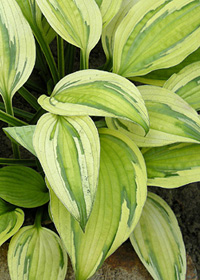 Hosta 'Captain's Adventure'